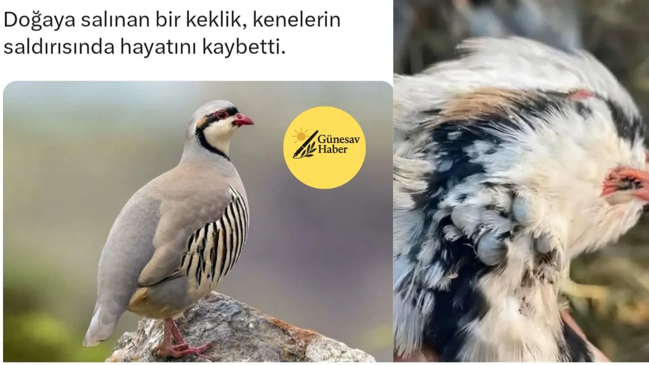 **Keklik Rehabilitasyon Projesinde Hayvan Kaybı: Kenelerin Saldırısı Sonucu Bir Keklik Yaşamını Yitirdi**