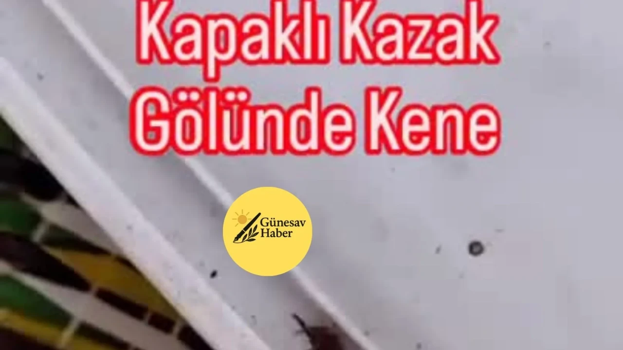 Kazak Gölü Mesire Alanında Piknik Yapan Aile, Kene Alarmı ile Panik Yaşadı!