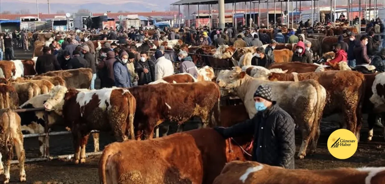 Şap Hastalığı Nedeniyle 81 İlde Hayvan Pazarları Geçici Olarak Kapandı!