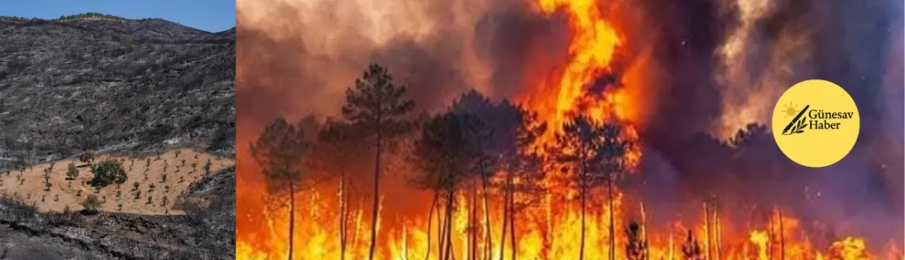 Ödemiş'teki Çiftçinin Yangına Rağmen Güvende Kalan Temizlenmiş Bahçesi Takdir Topladı