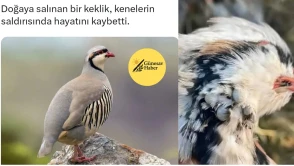 **Keklik Rehabilitasyon Projesinde Hayvan Kaybı: Kenelerin Saldırısı Sonucu Bir Keklik Yaşamını Yitirdi**