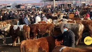 Şap Hastalığı Nedeniyle 81 İlde Hayvan Pazarları Geçici Olarak Kapandı!