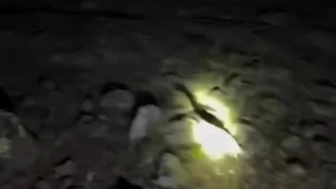Kekliklerin Gece Operasyonu: Doğayı Koruma Amaçlı Kenelerle Mücadele İçin Yenilikçi Çözüm!