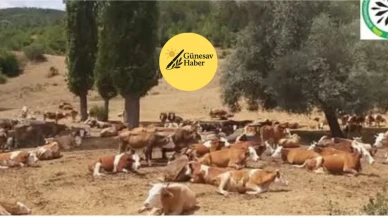 GÜDAP, Yaylalardaki Kaçak Yapılaşmaya Sert Tepki Gösterdi!