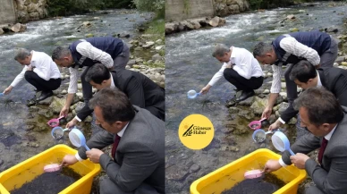 Torul'da Çit Deresi'ne 10 Bin Kırmızı Benekli Alabalık Yavrusu Bırakıldı!