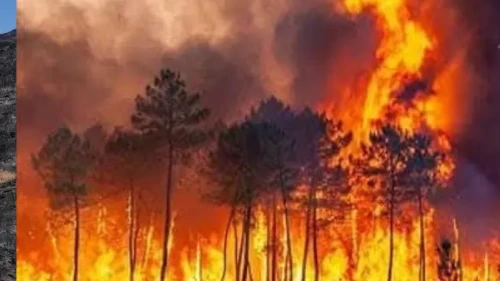 Ödemiş'teki Çiftçinin Yangına Rağmen Güvende Kalan Temizlenmiş Bahçesi Takdir Topladı